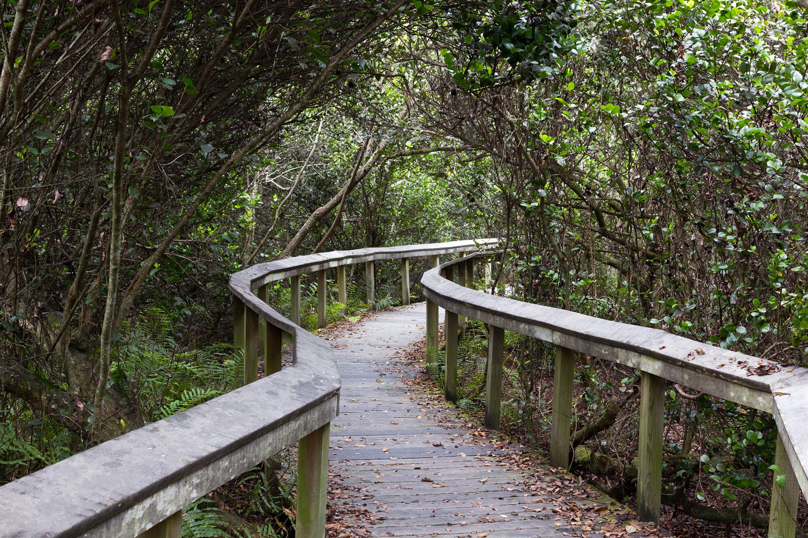 A curving wooden boardwalk with railings leading through dense green Florida woods