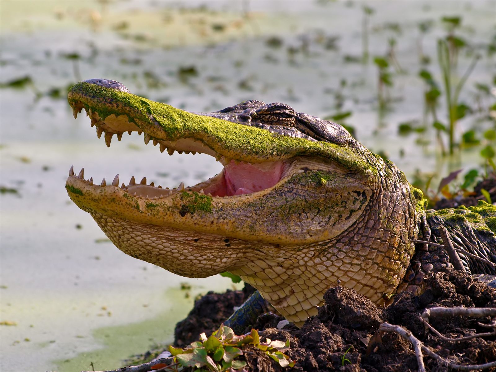 Close-up of an American alligator with its jaws open, resting at the edge of a pond covered in green duckweed